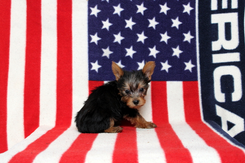 puppy, for, sale, Yorkshire Terrier, Matthew B. Stoltzfus, dog, breeder, Gap, PA, dog-breeder, puppy-for-sale, forsale, nearby, find, puppyfind, locator, puppylocator, aca